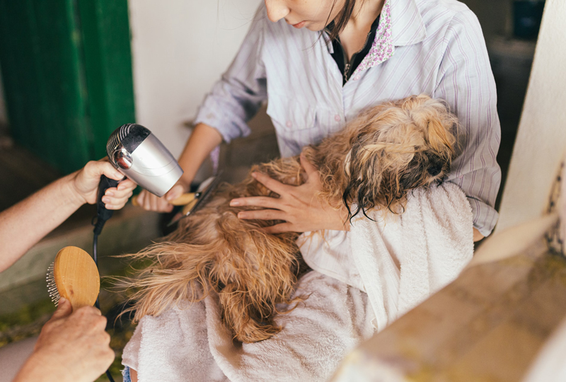 Customer service that goes to the dogs